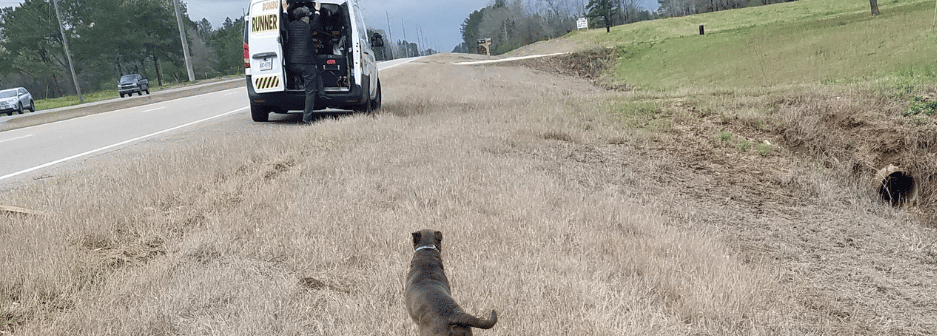 Dog and van